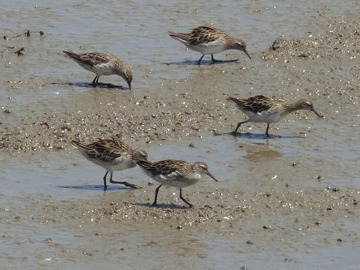 ウズラシギ - ML644311367