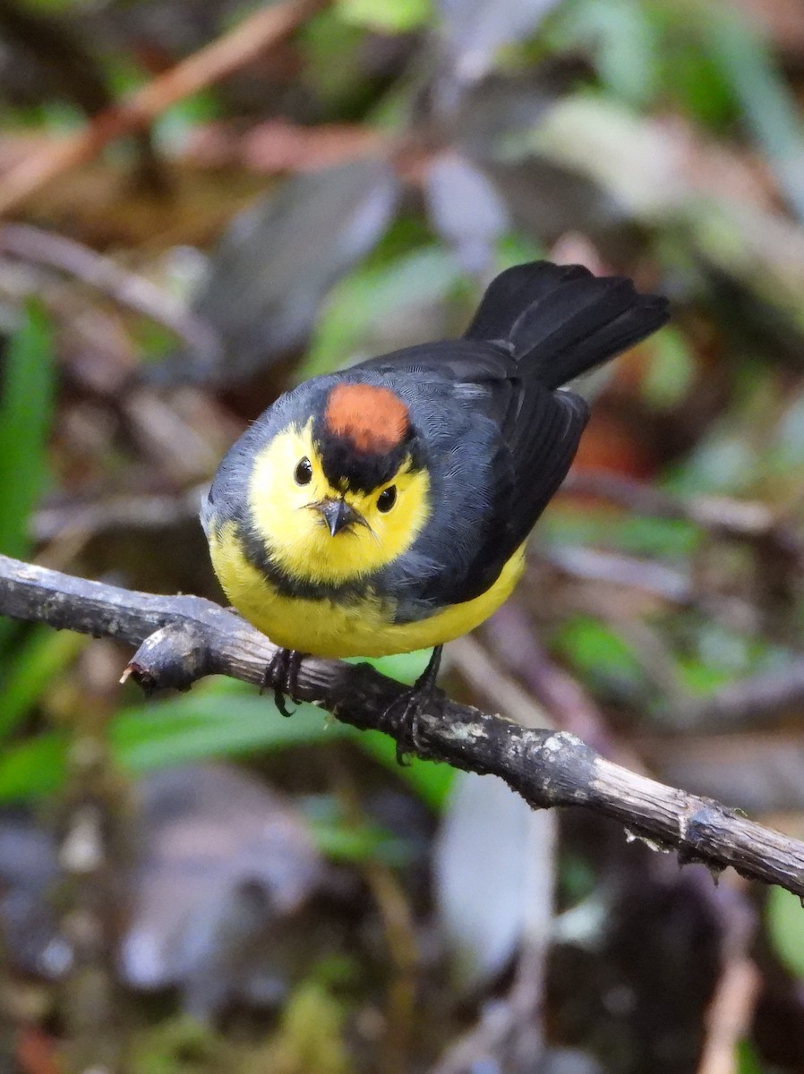 Чернітка коста-риканська - ML644311393