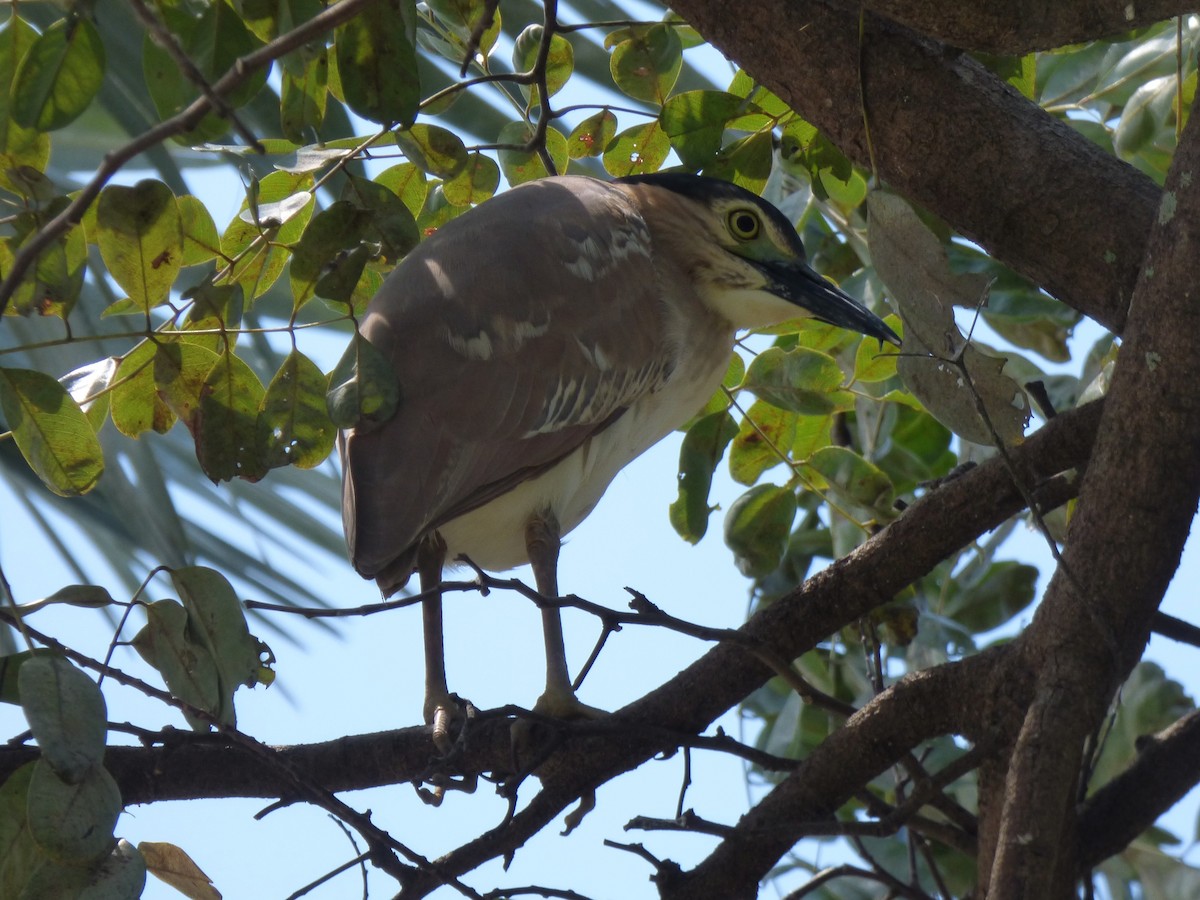 ハシブトゴイ - ML644311394