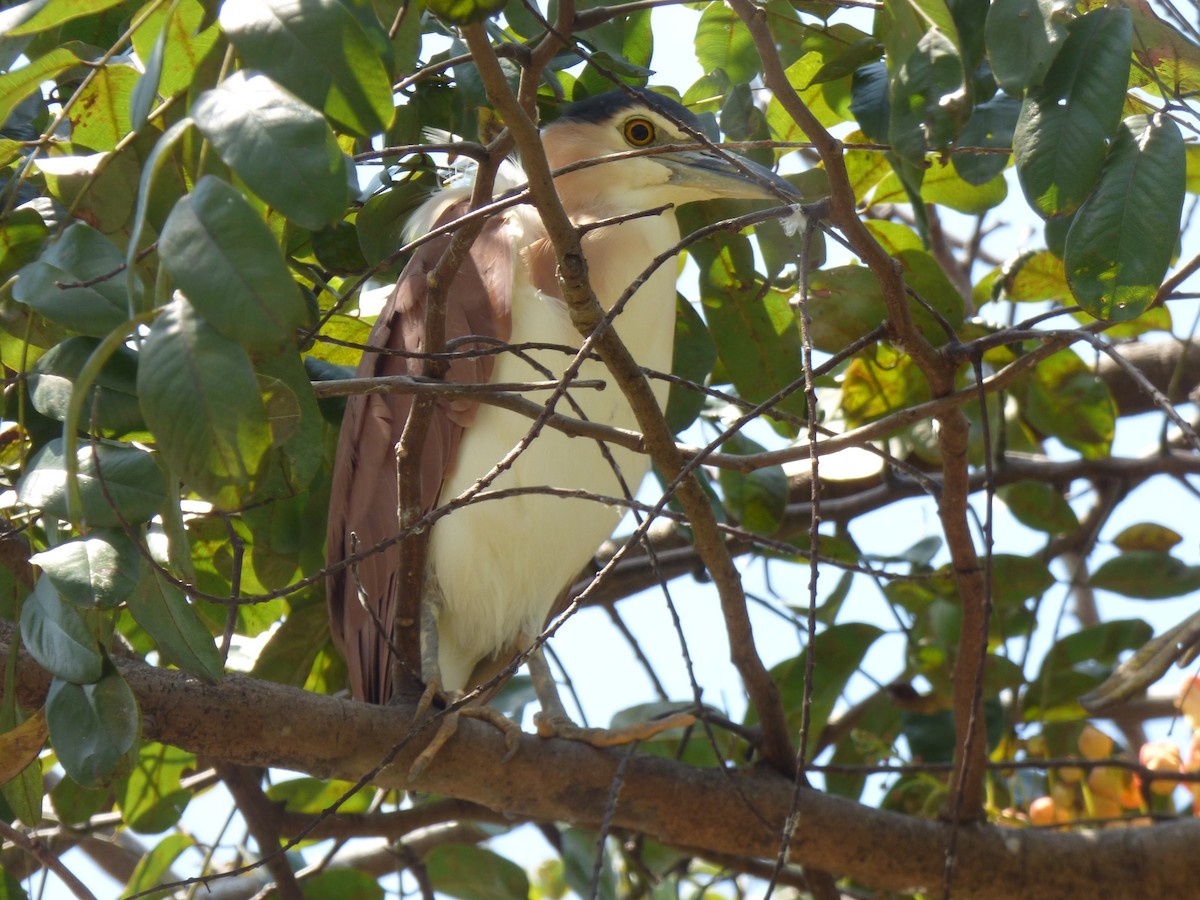 ハシブトゴイ - ML644311401