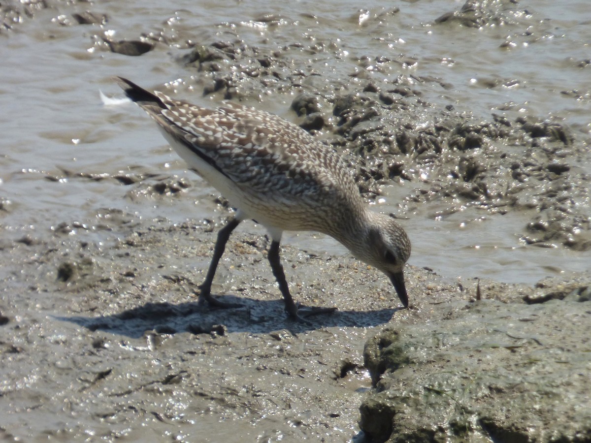 ダイゼン - ML644311405