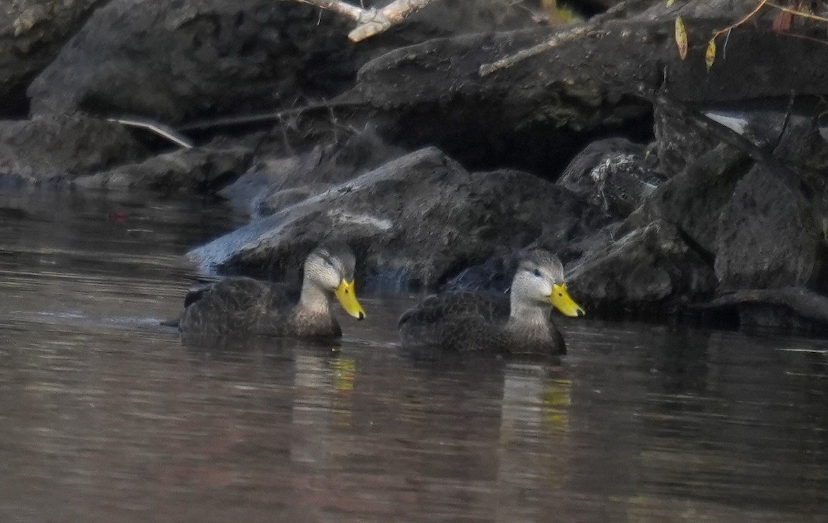 American Black Duck - ML644311407