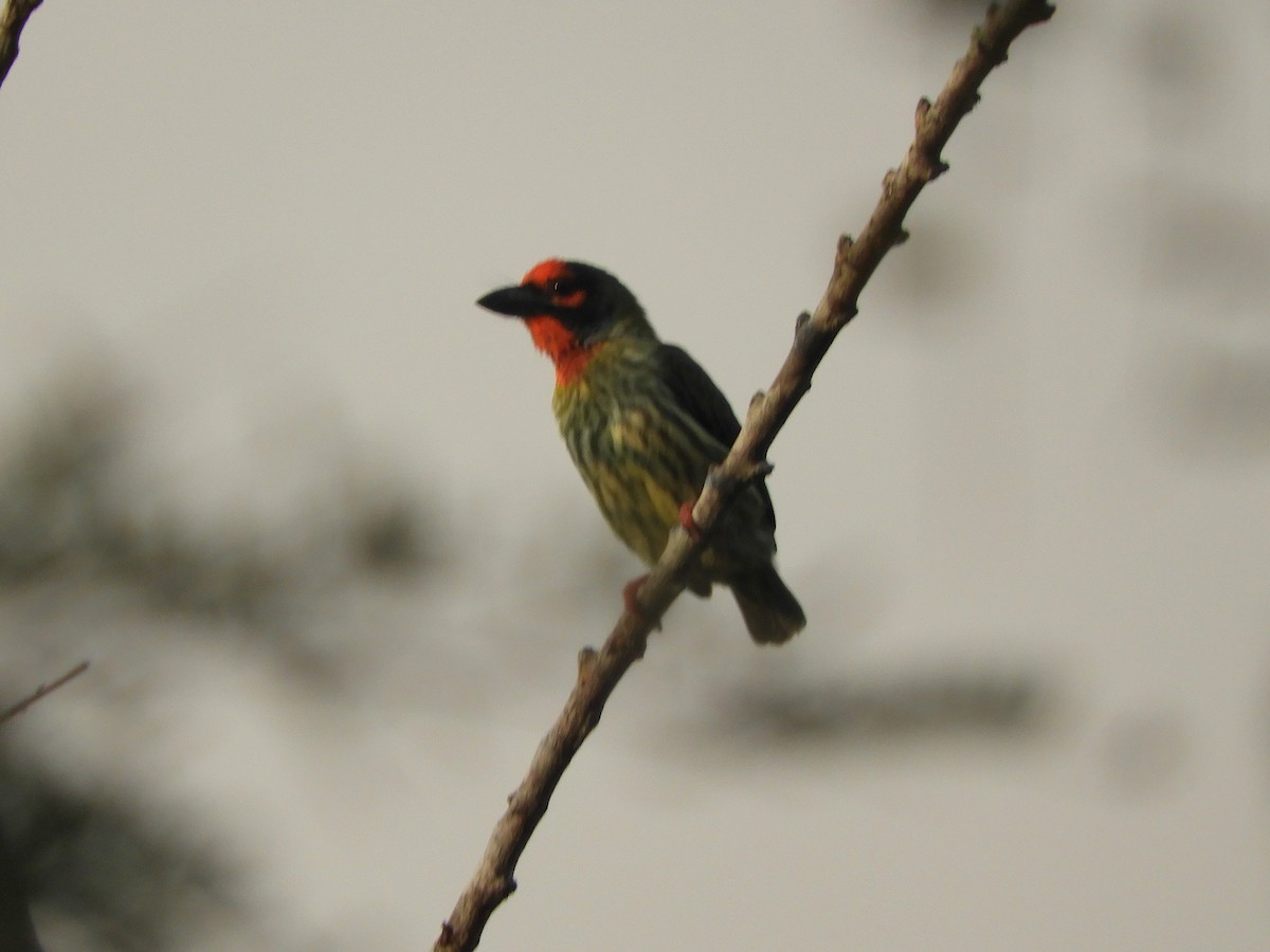 Al Göğüslü Barbet - ML644311411