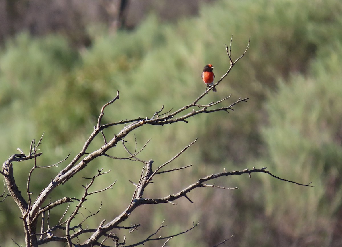 Red-capped Robin - ML644311416