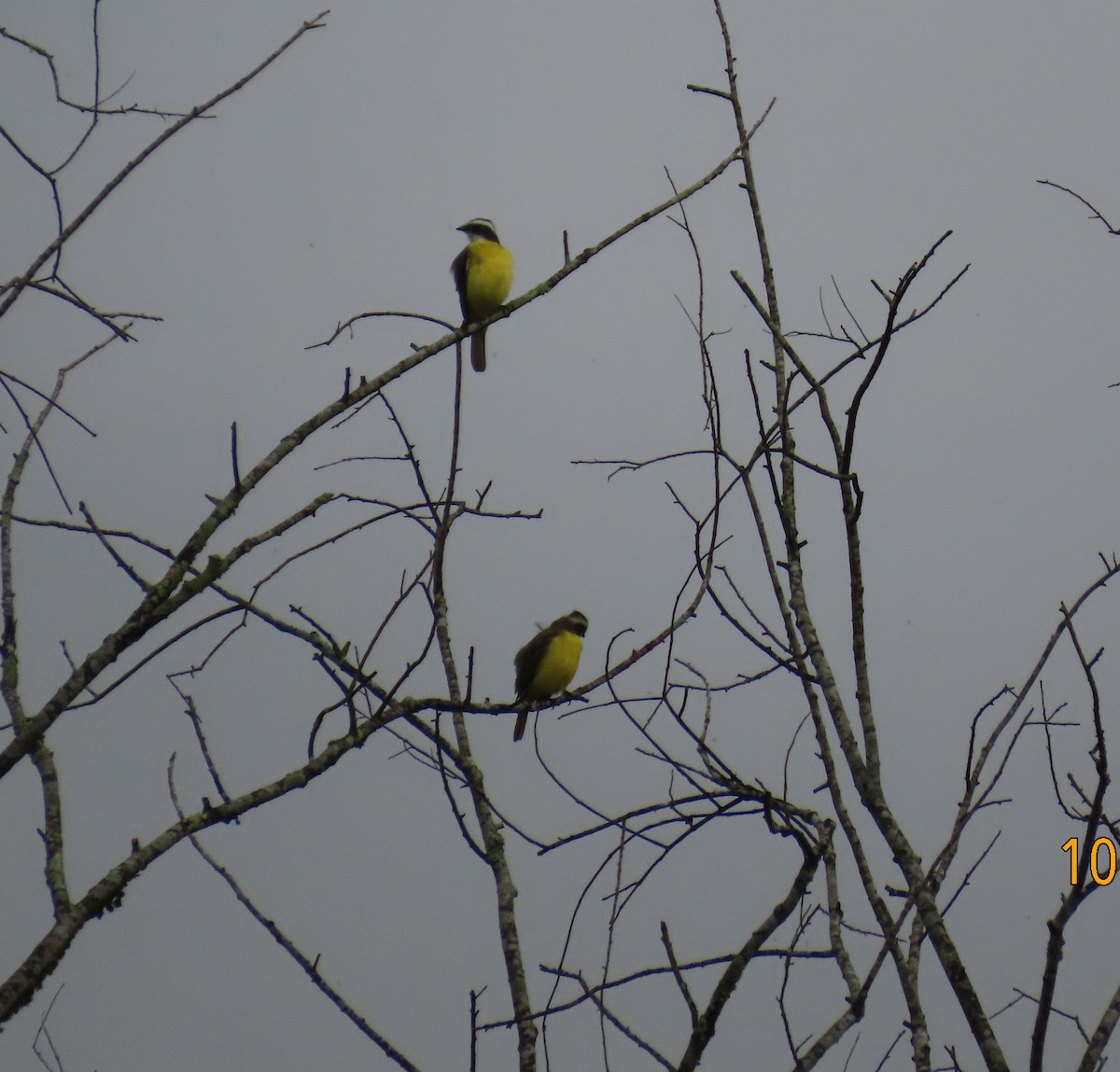 Bienteveo Sociable - ML644311417