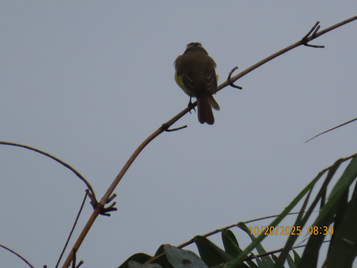 Bienteveo Sociable - ML644311418