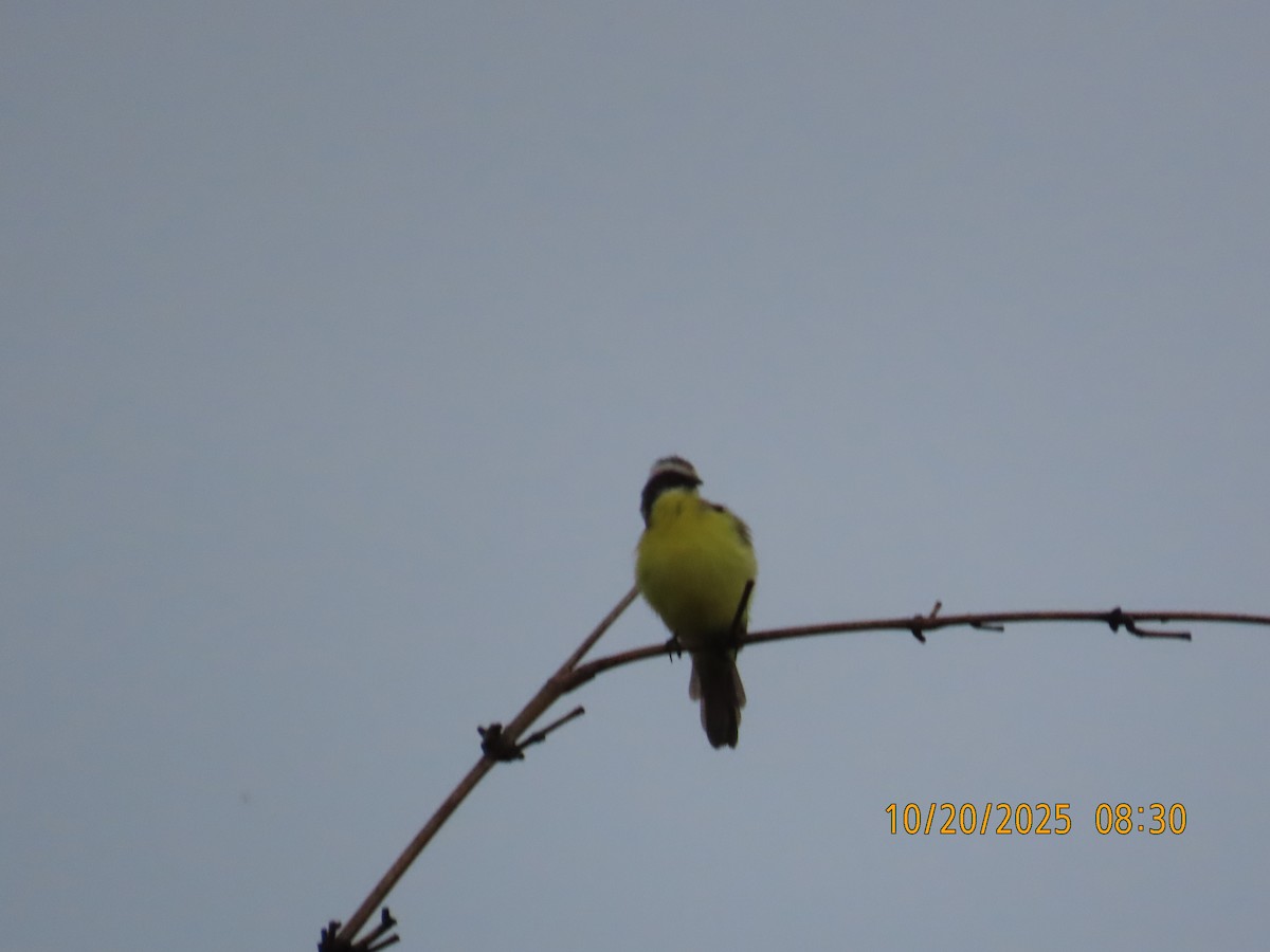 Bienteveo Sociable - ML644311419