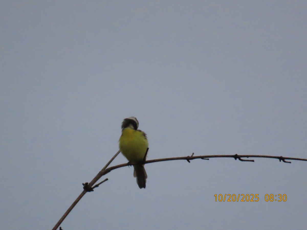 Bienteveo Sociable - ML644311420