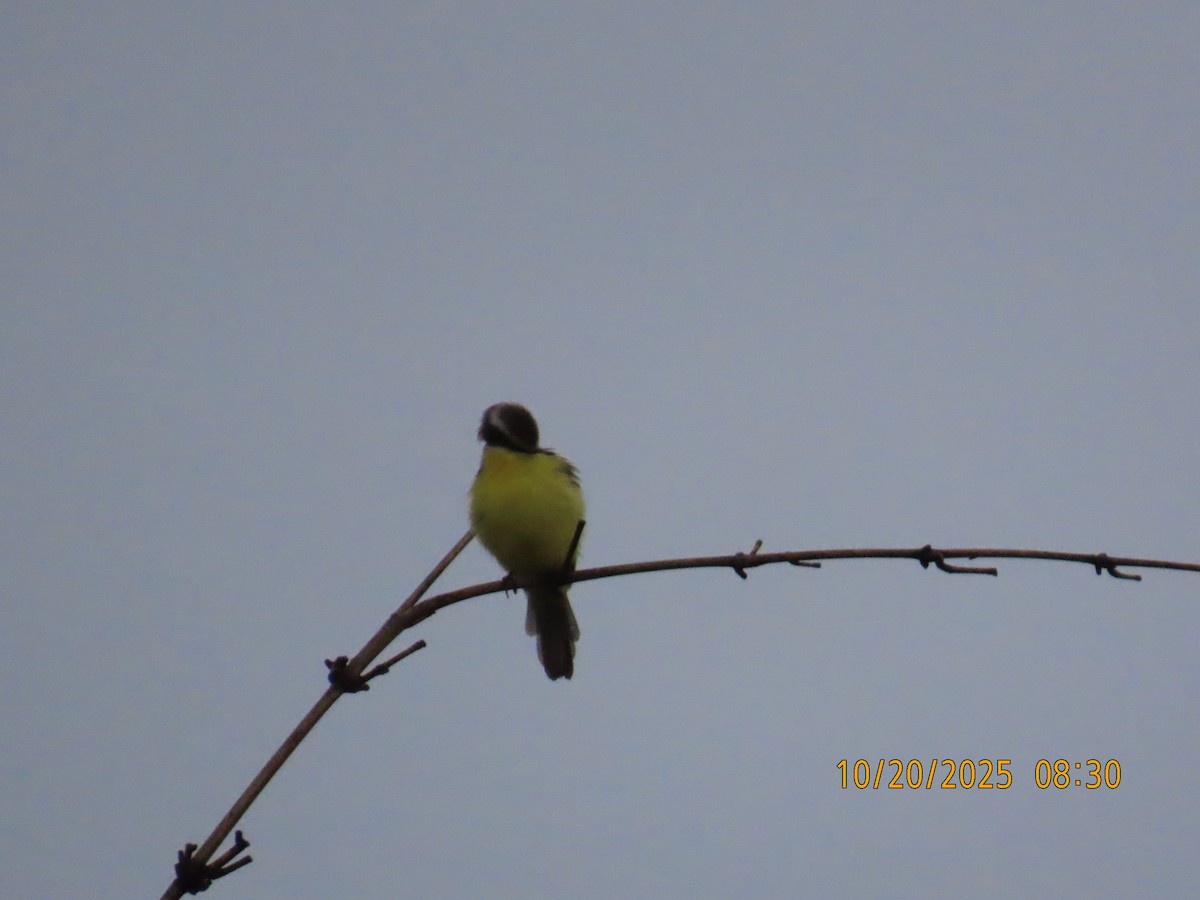 Bienteveo Sociable - ML644311421