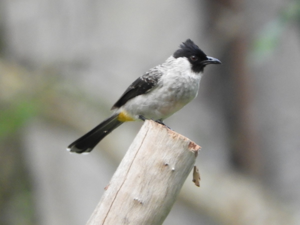 Sooty-headed Bulbul - ML644311430