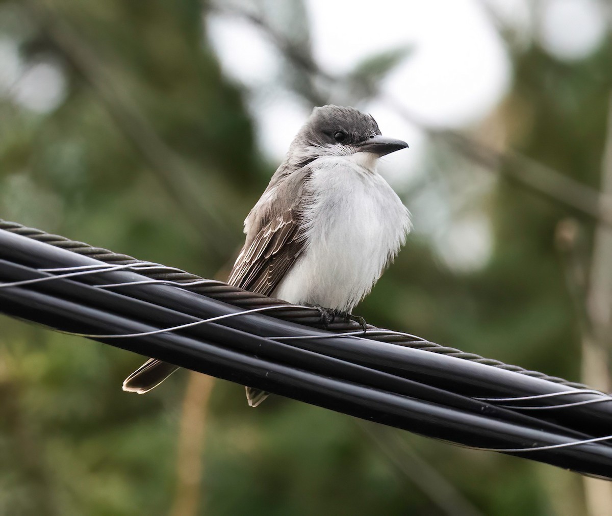 Gray Kingbird - ML644311439