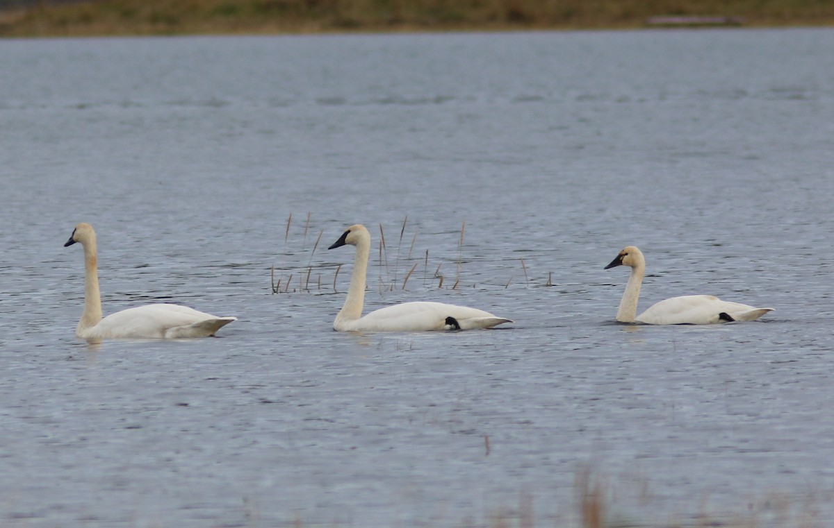 Tundra Swan - ML644311443