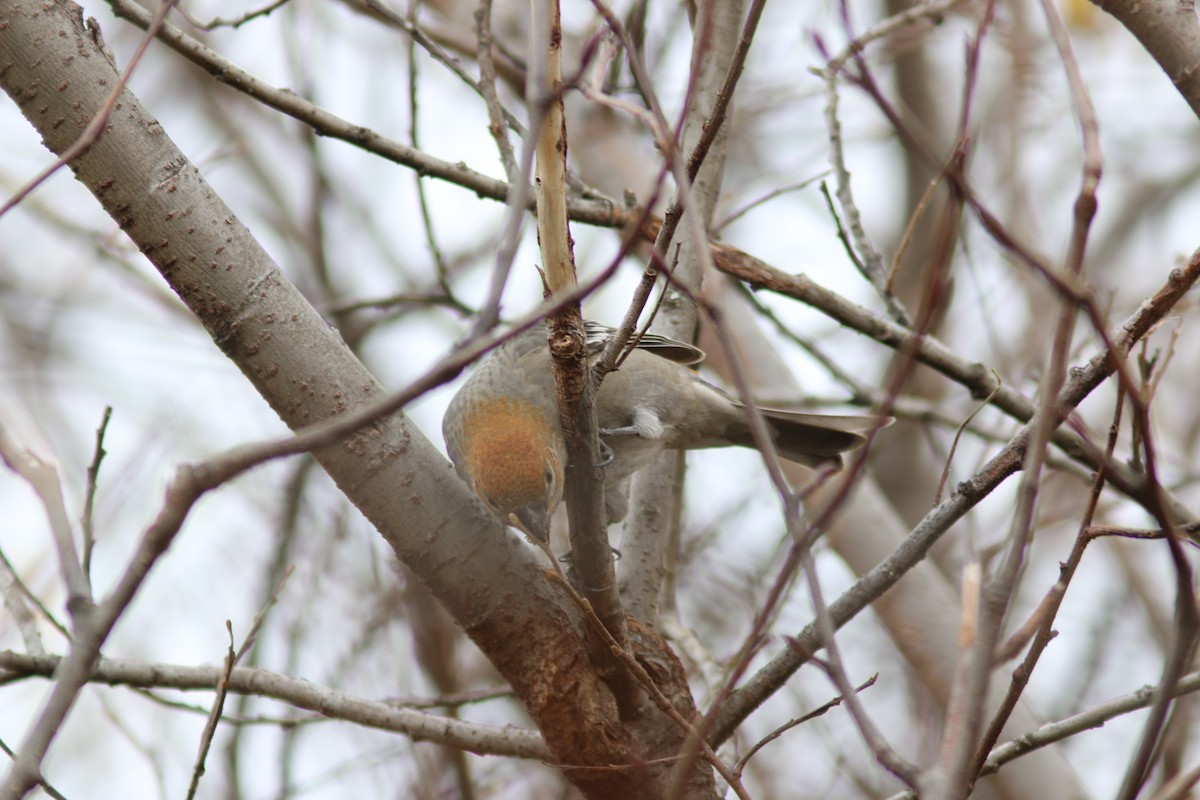 ギンザンマシコ - ML644311450