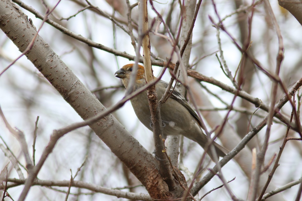 ギンザンマシコ - ML644311451