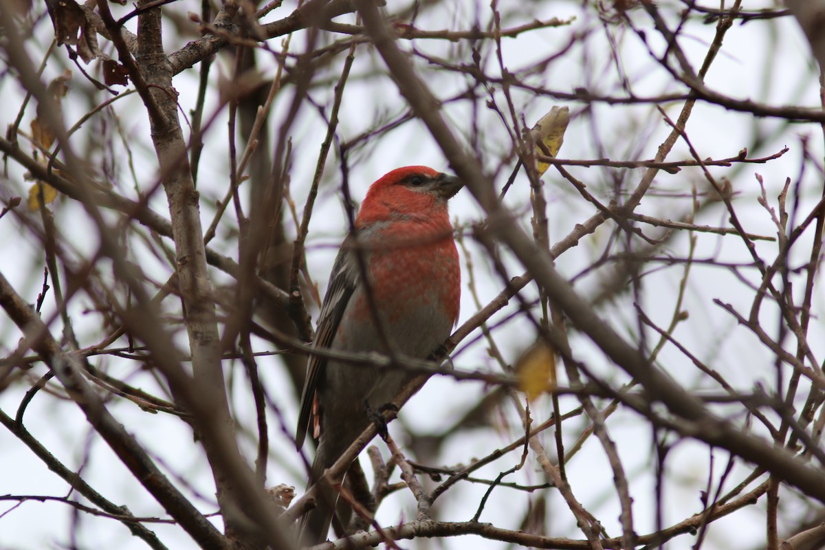 ギンザンマシコ - ML644311452