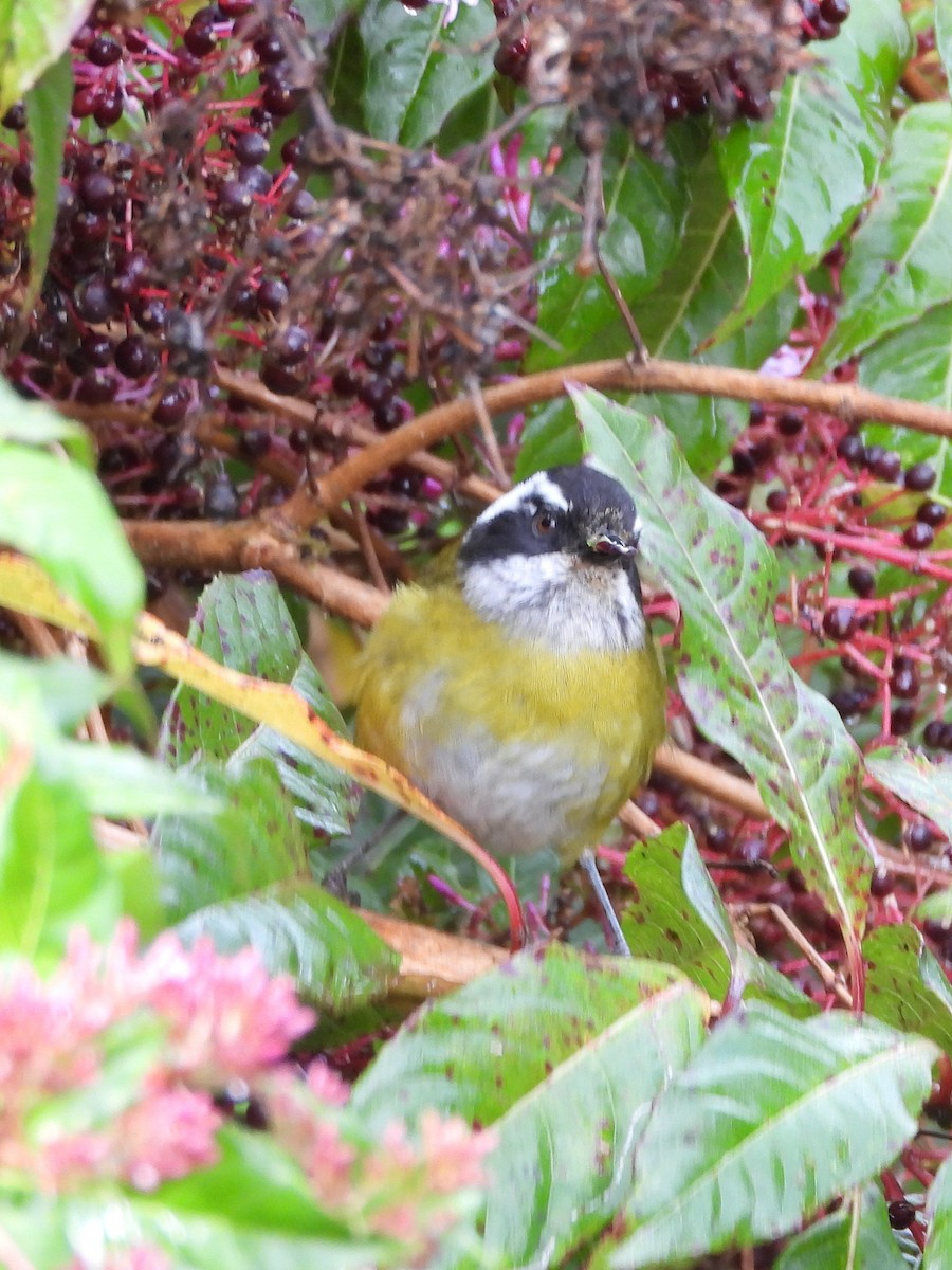Sooty-capped Chlorospingus - ML644311457