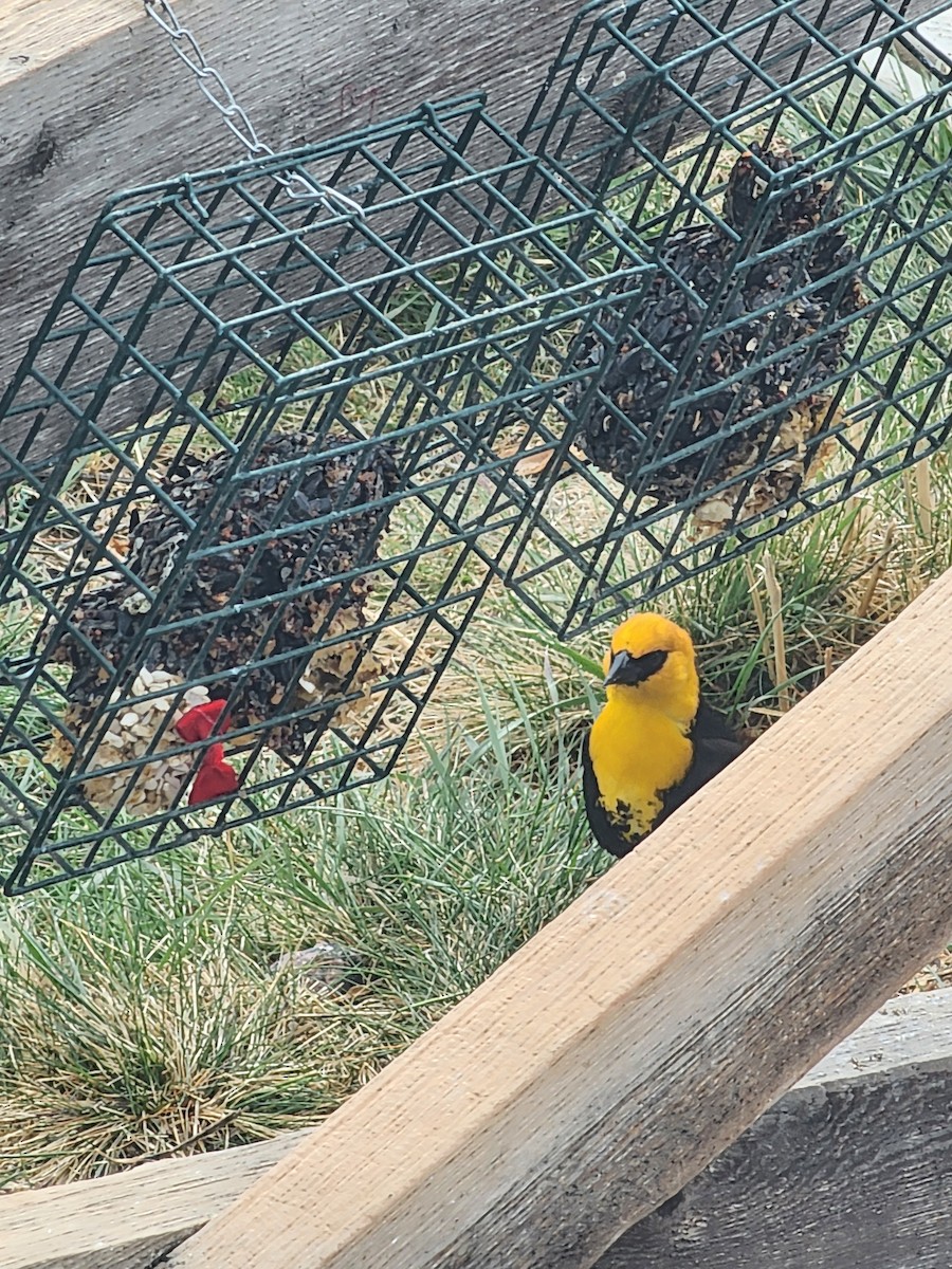 Тордо жовтоголовий - ML644311462