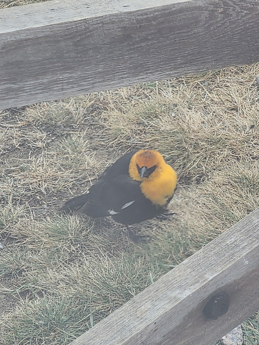 Тордо жовтоголовий - ML644311463