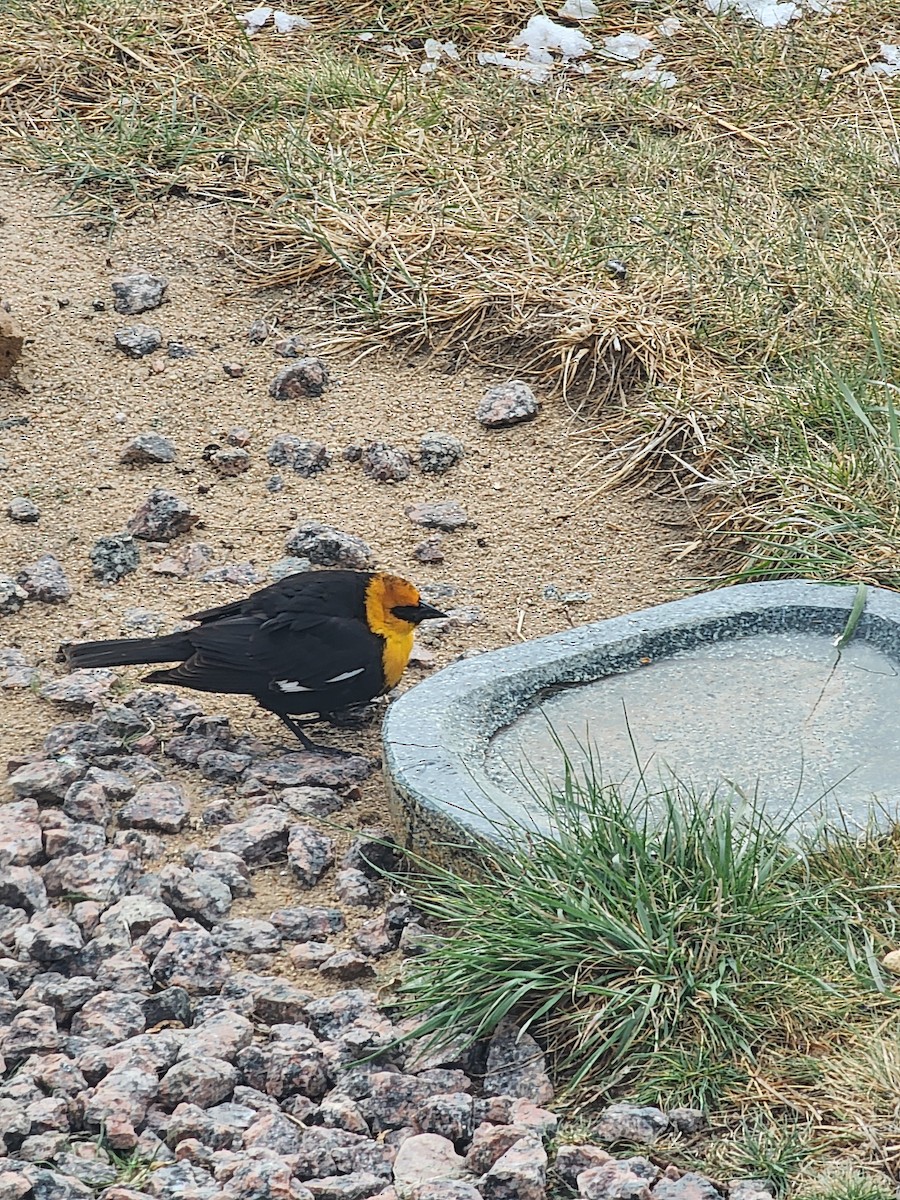 Тордо жовтоголовий - ML644311464