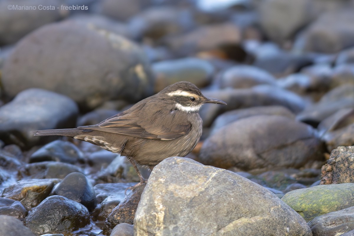 Cinclode à ventre sombre - ML644311466