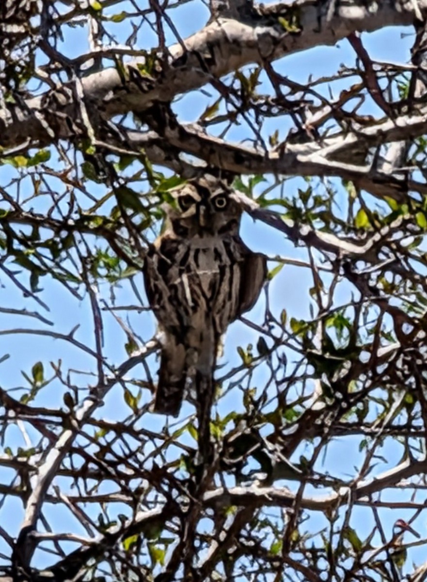 Pearl-spotted Owlet - ML644311467