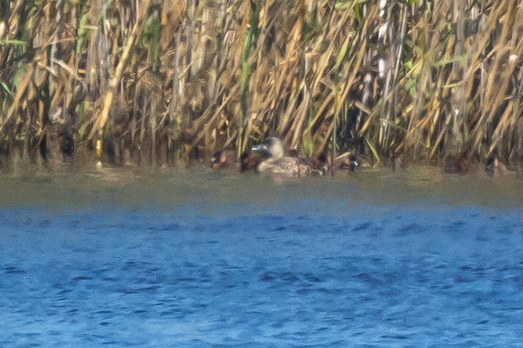 Pato Dorsiblanco - ML644311508