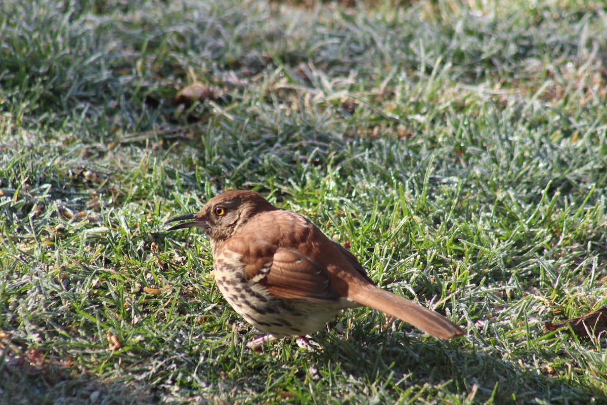 Brown Thrasher - ML644311510