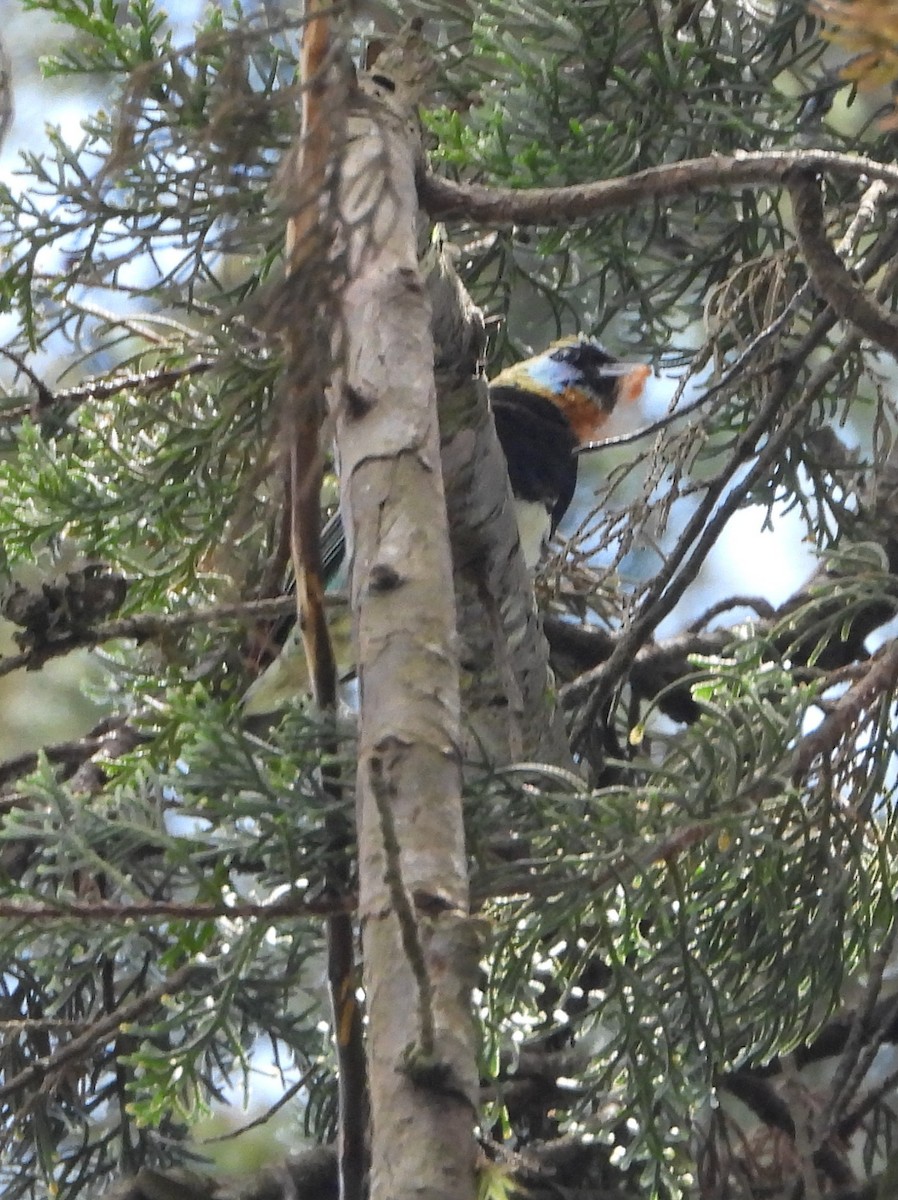 Золотистоголовая танагра - ML644311511