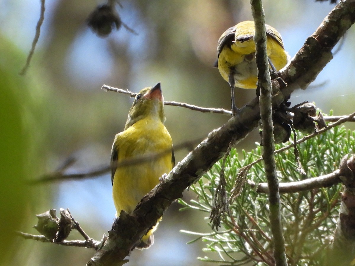 Yellow-throated Euphonia - ML644311526