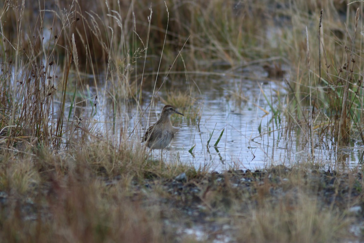 Sharp-tailed Sandpiper - ML644311534