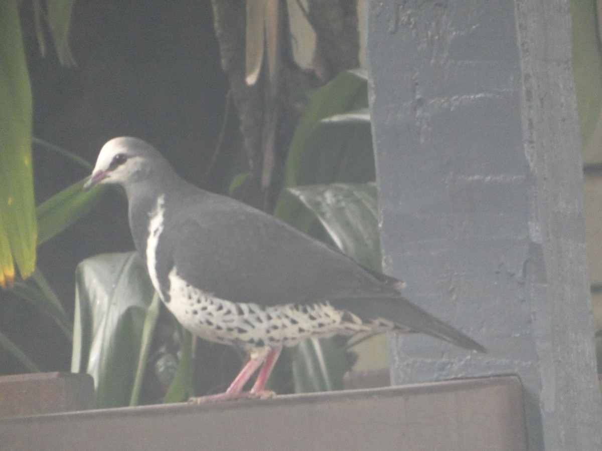 Вонга - ML644311535