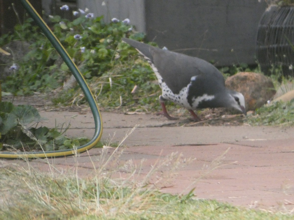 Вонга - ML644311536