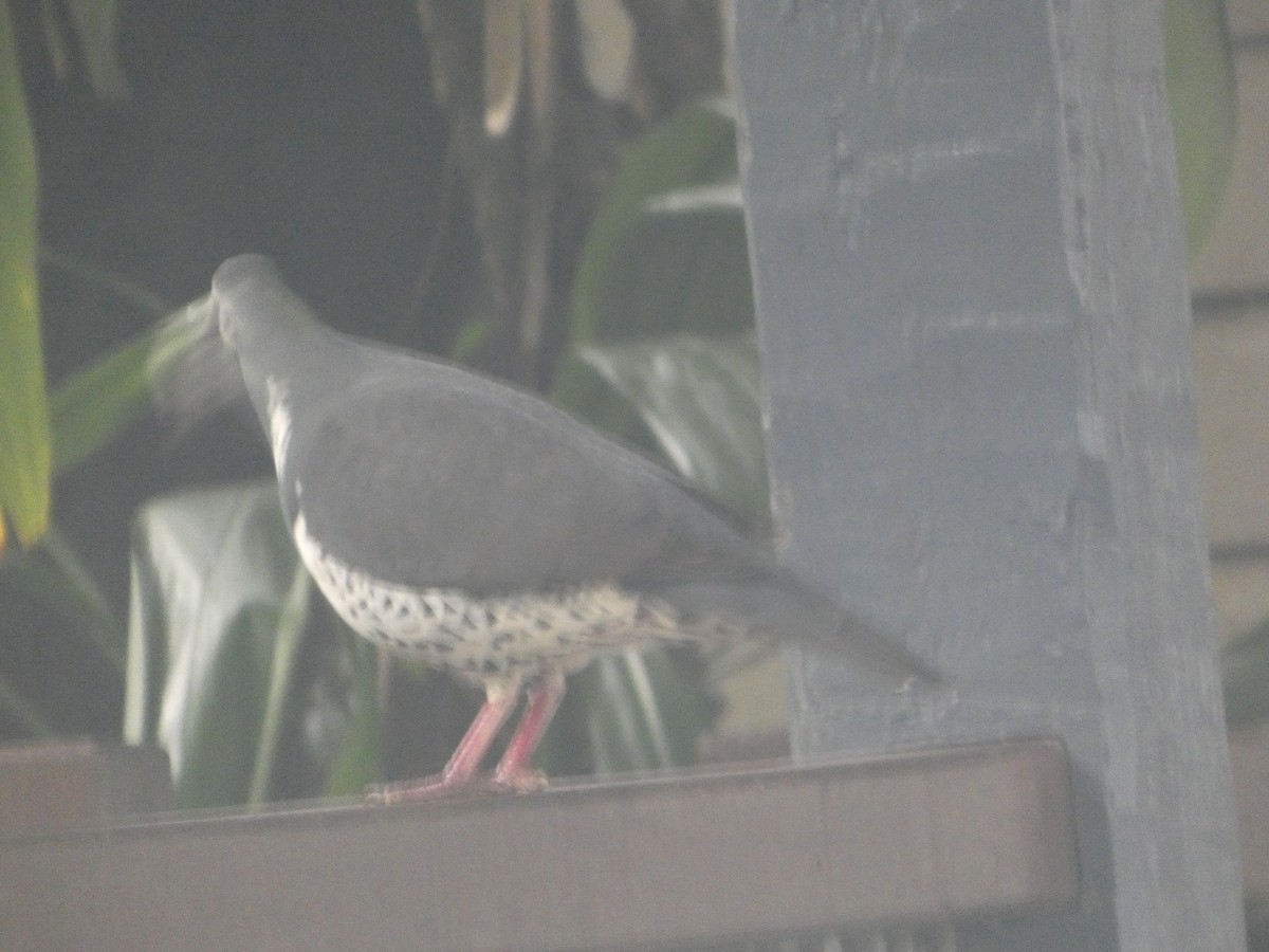 Вонга - ML644311537