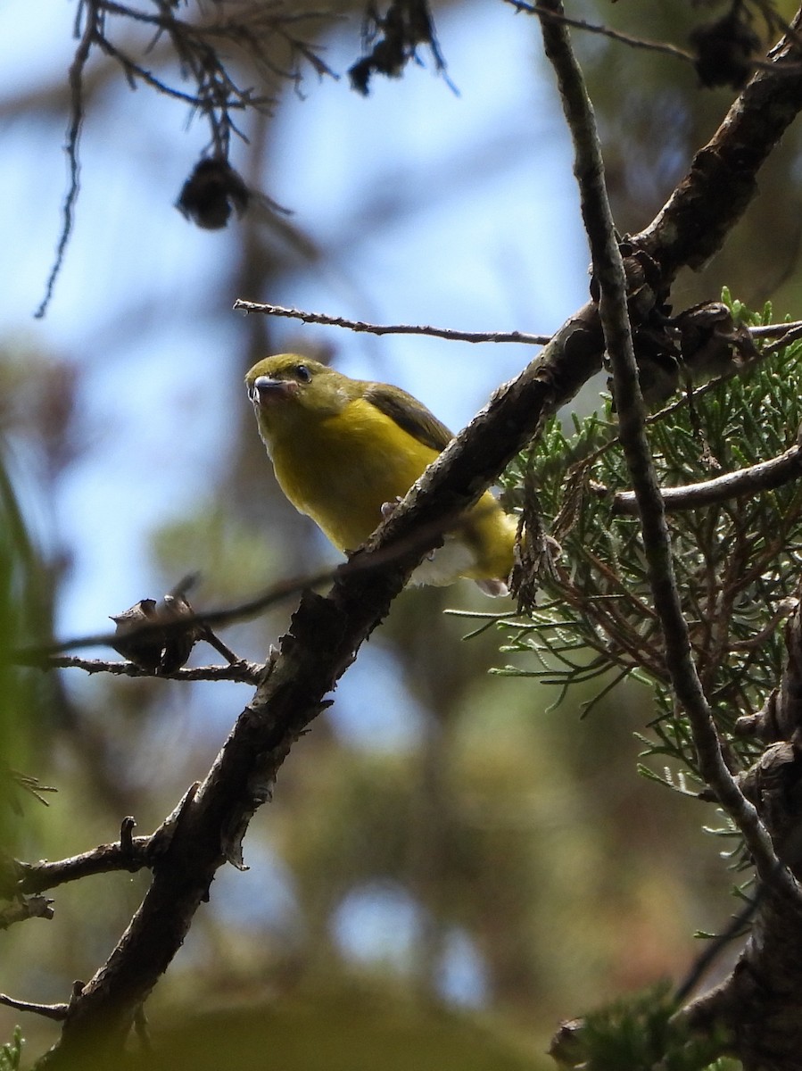 Yellow-throated Euphonia - ML644311540