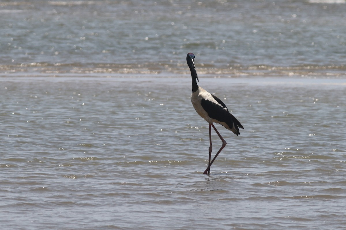 Black-necked Stork - ML644311542