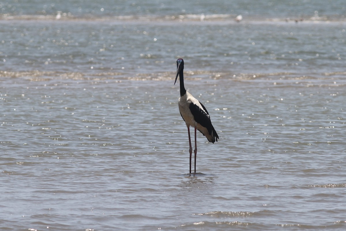 Black-necked Stork - ML644311543