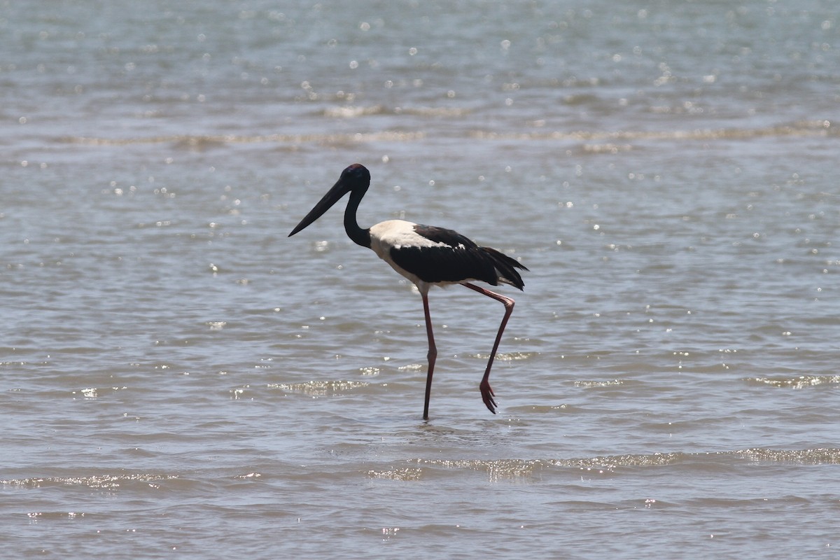 Black-necked Stork - ML644311545