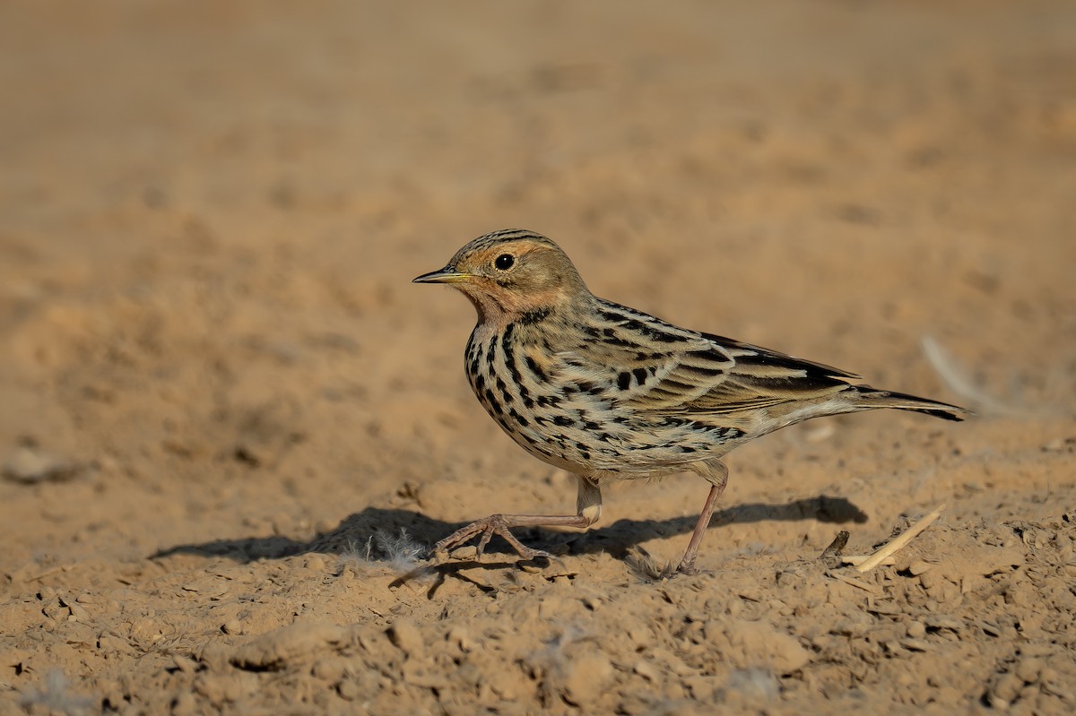 linduška rudokrká - ML644311547