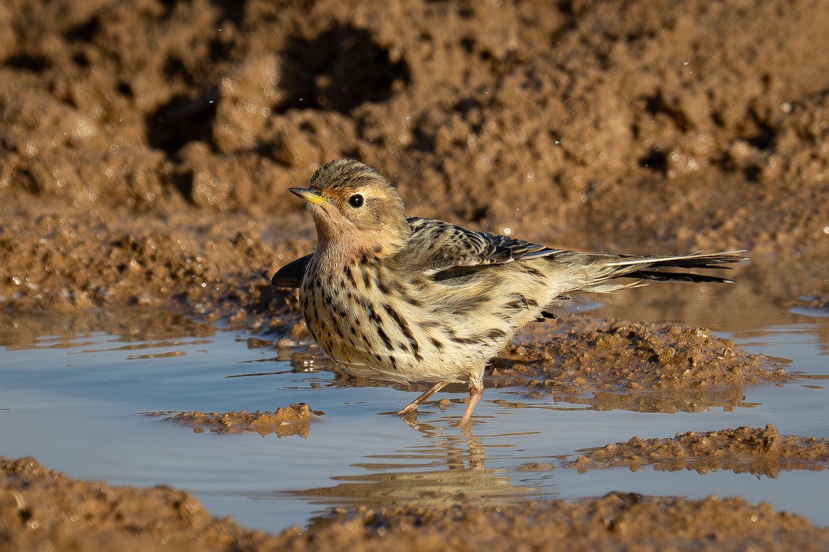 linduška rudokrká - ML644311548