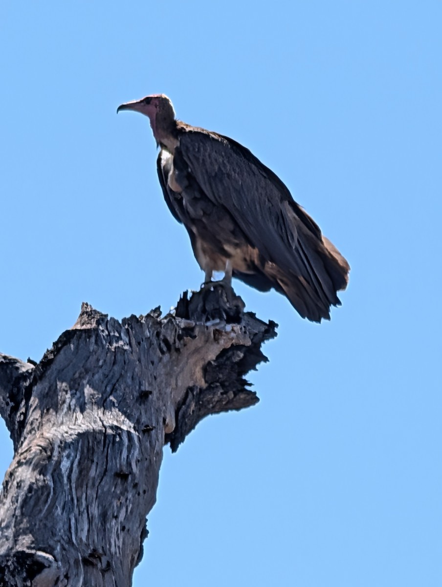 Hooded Vulture - ML644311551