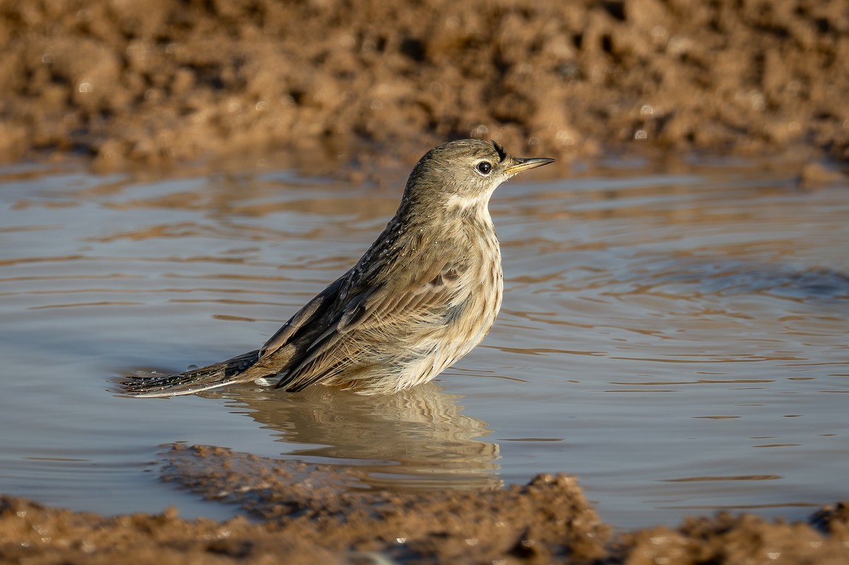 linduška horská - ML644311553