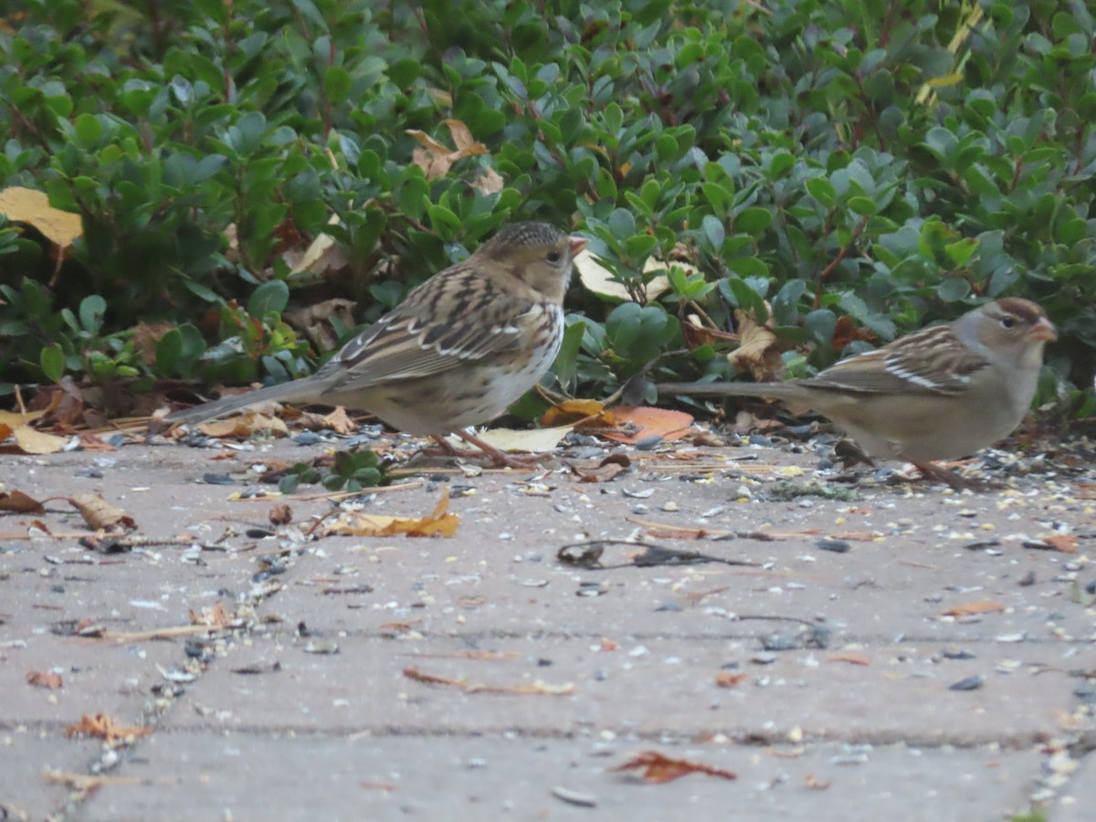Harris's Sparrow - ML644311561