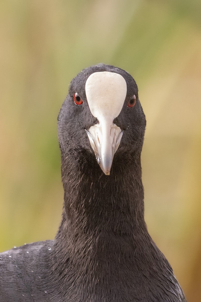 Халзан түнжүүр - ML644311562