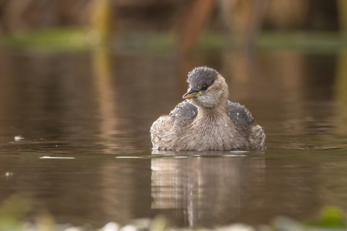 Хурган шунгуур - ML644311566