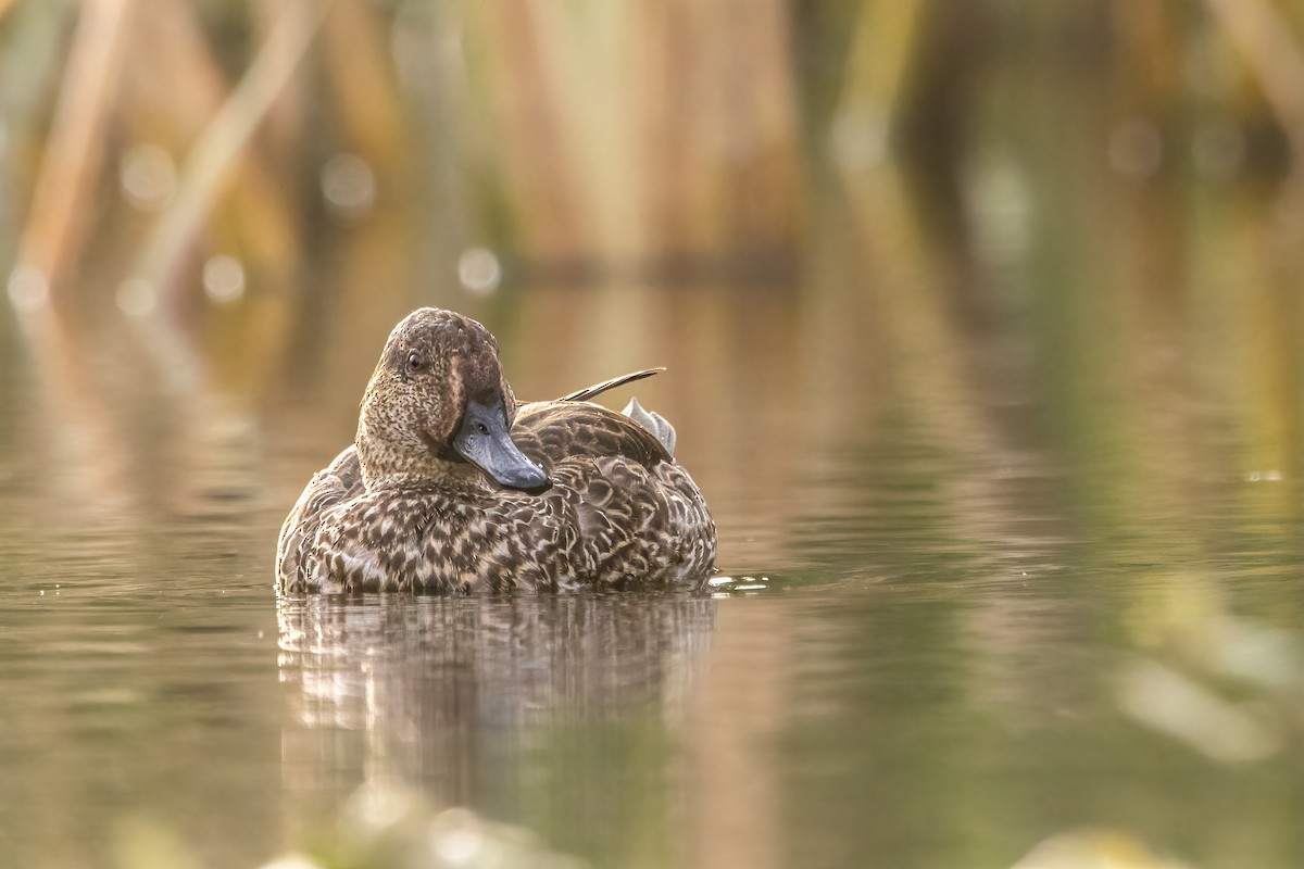 Ногоохон нугас - ML644311568