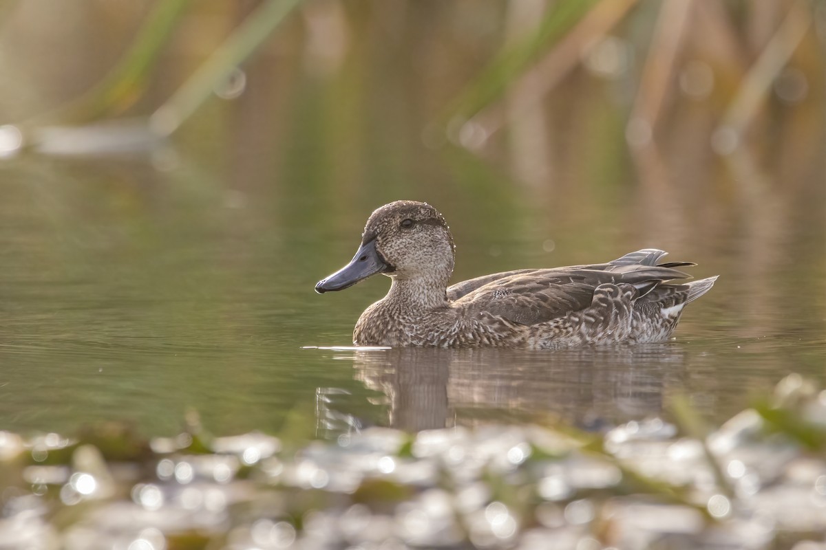 Ногоохон нугас - ML644311569