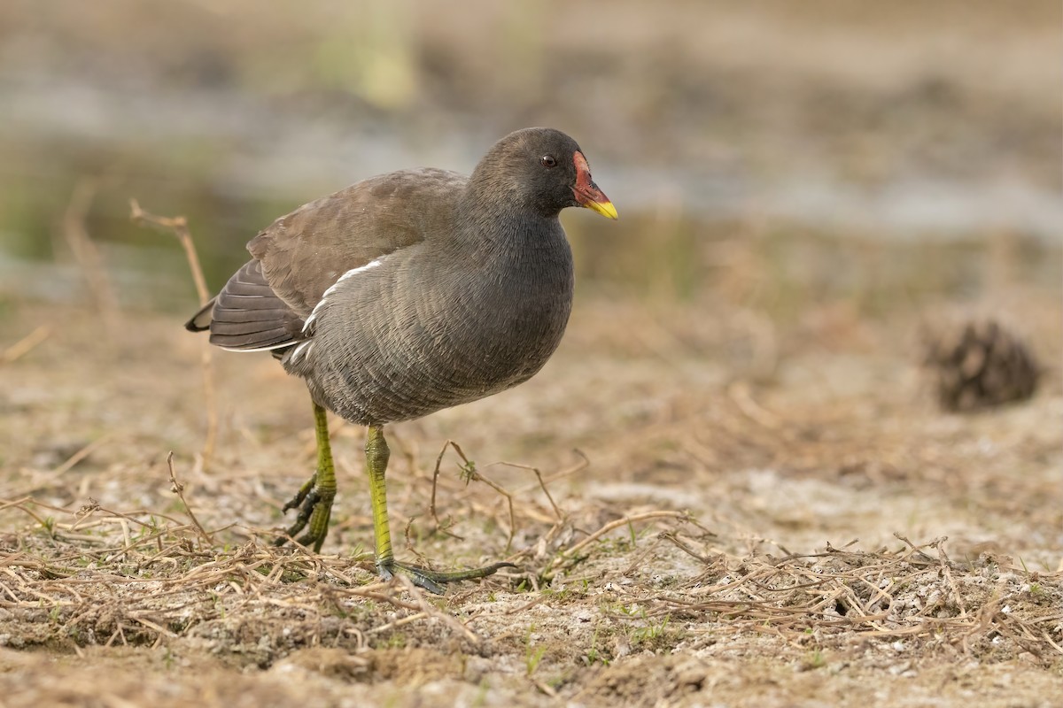 Хажилгат түнжүүр - ML644311571