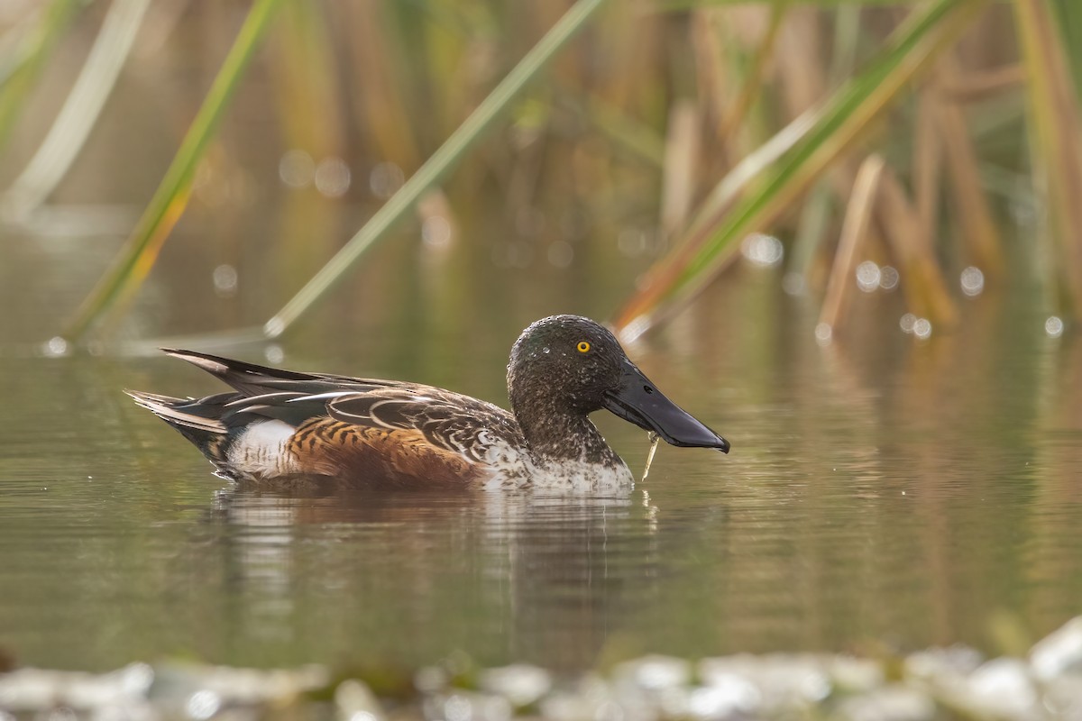 Халбага нугас - ML644311572