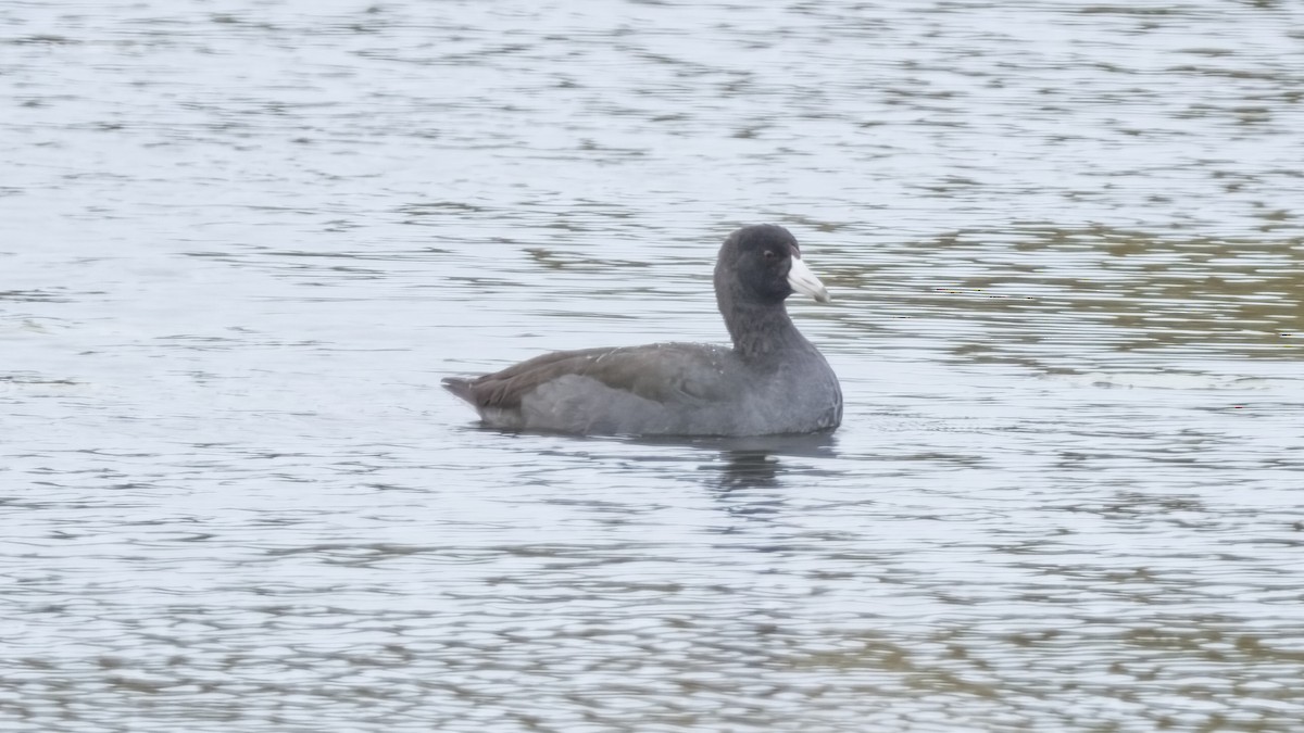 American Coot - ML644311576