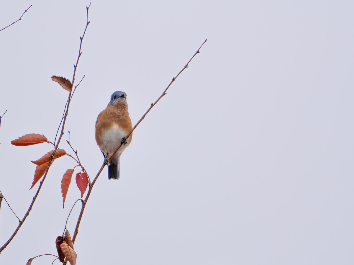 østblåfugl - ML644311580